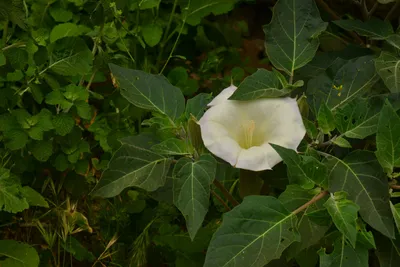 DSC_6321 (Large).JPG